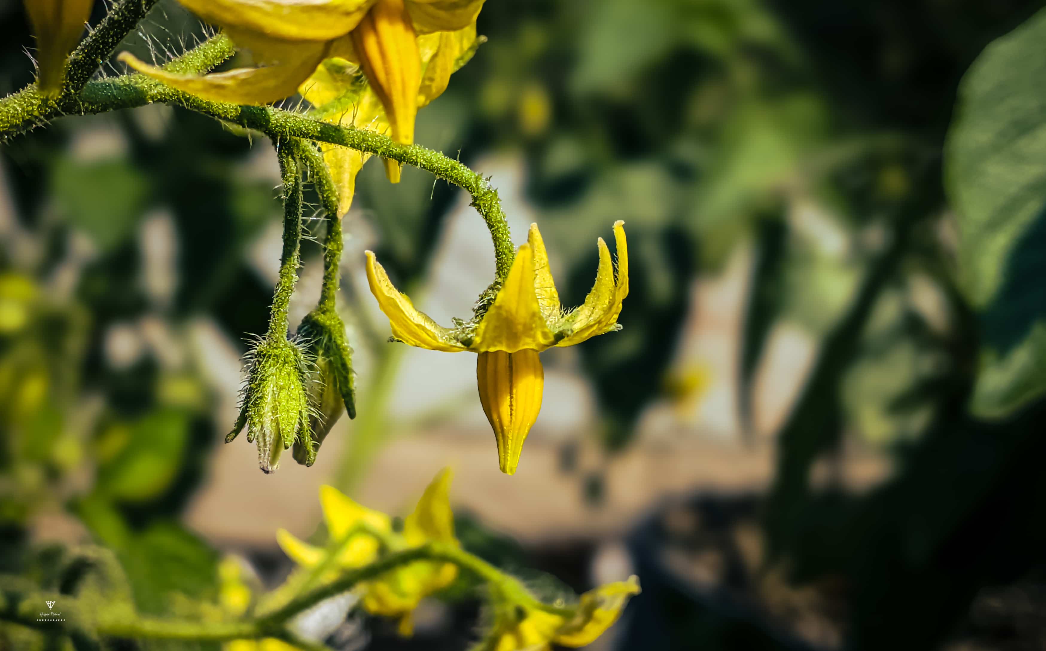 Tomato Blossom